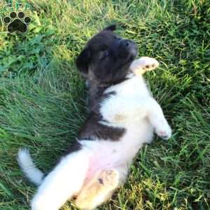 Bella, Akita Puppy